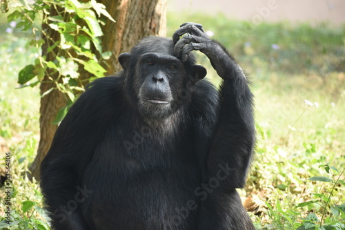 The Chimpanzee