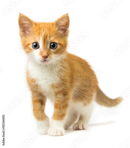 Ginger kitten on white background photo