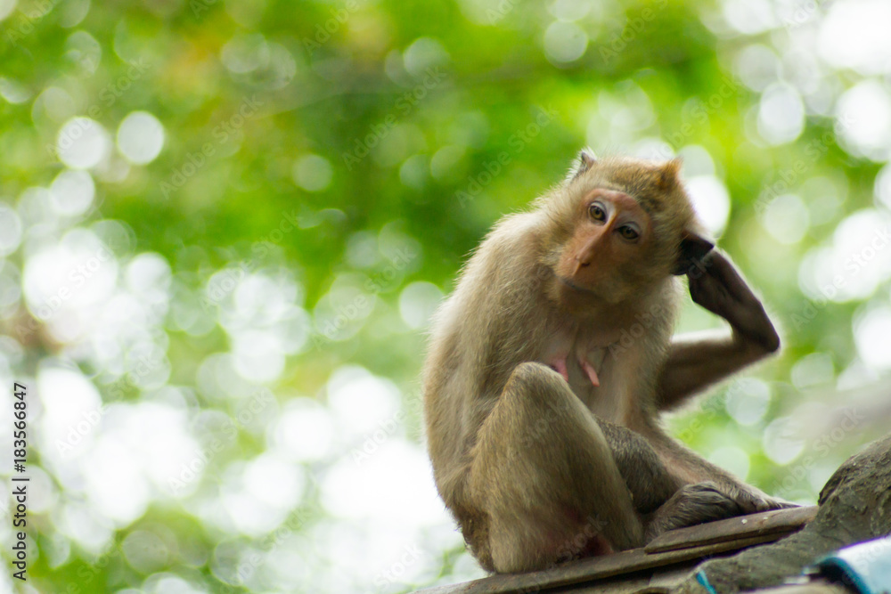 Monkey sitting on the roof. Monkey sitting on the roof.