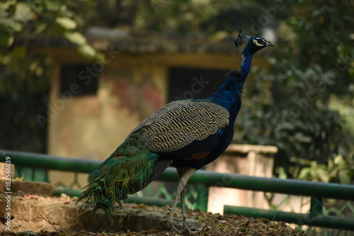 Peacock