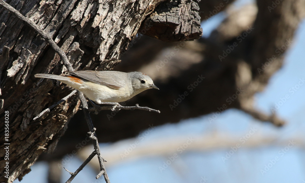 Fototapeta premium A Lucy's Warbler (Oreothlypis luciae) sitting in a tree. Shot along the Santa Cruz river, just outside Tubac, Arizona..