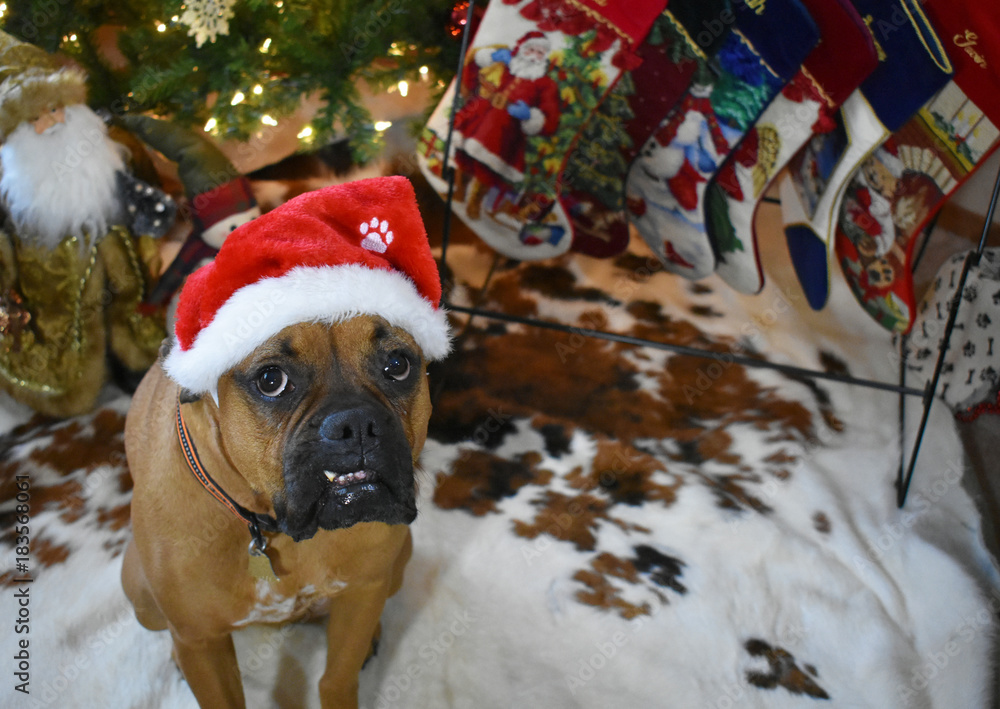 Boxer Breed Dog wearing a santa hat
