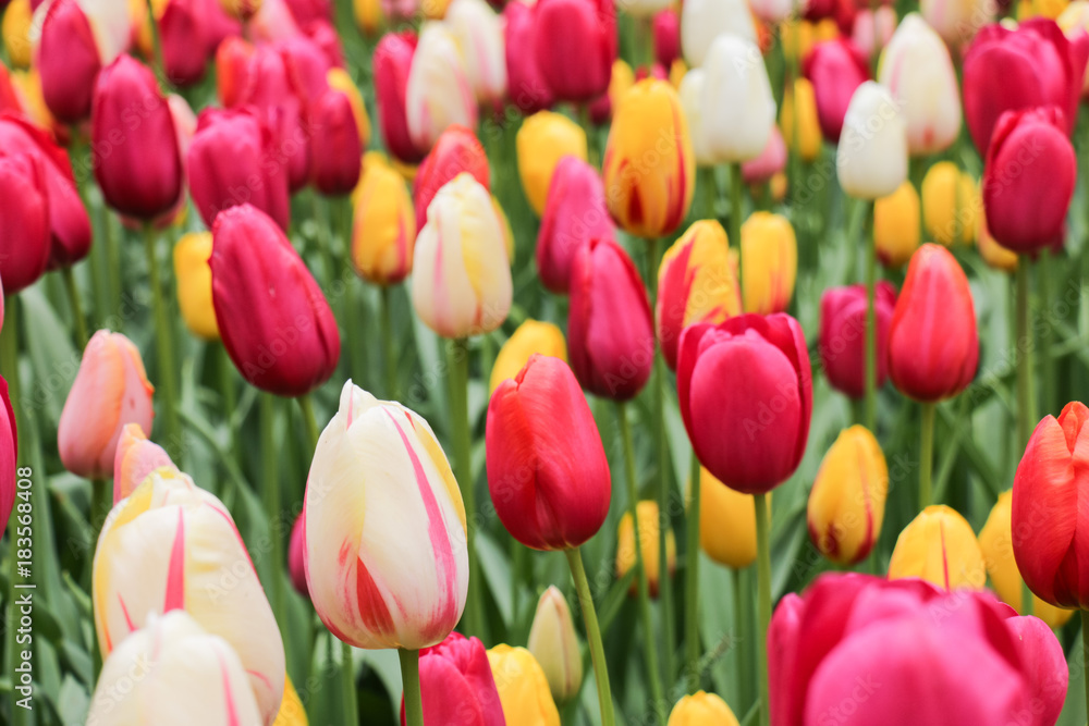 Colorful tulip gardens Colorful tulip gardens