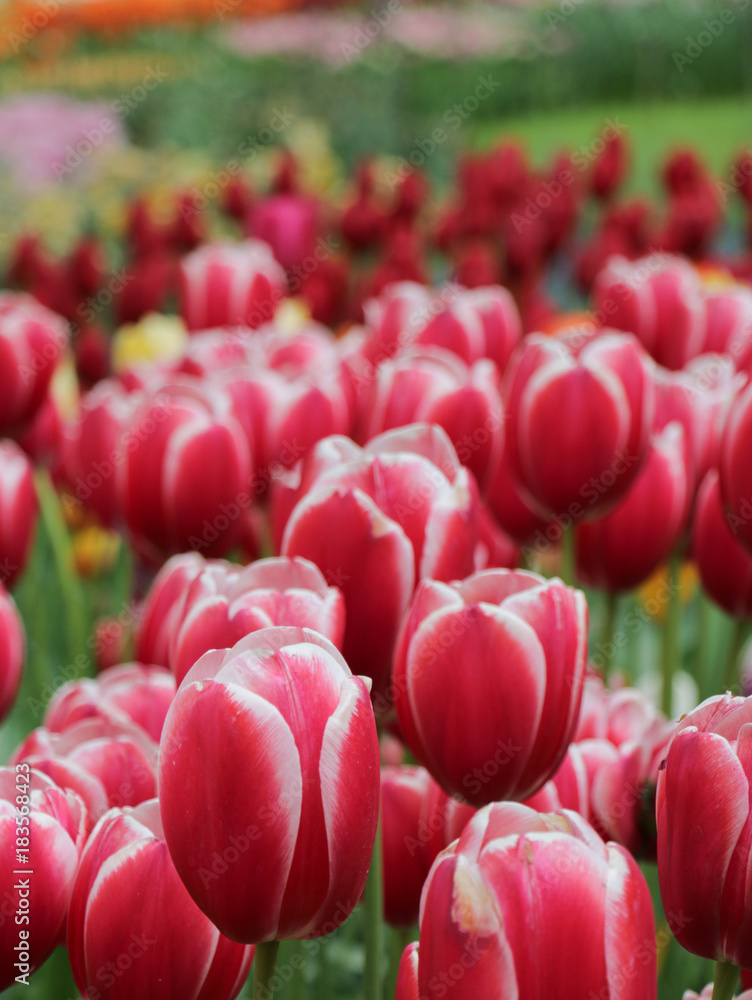 Tulip closeup Tulip closeup