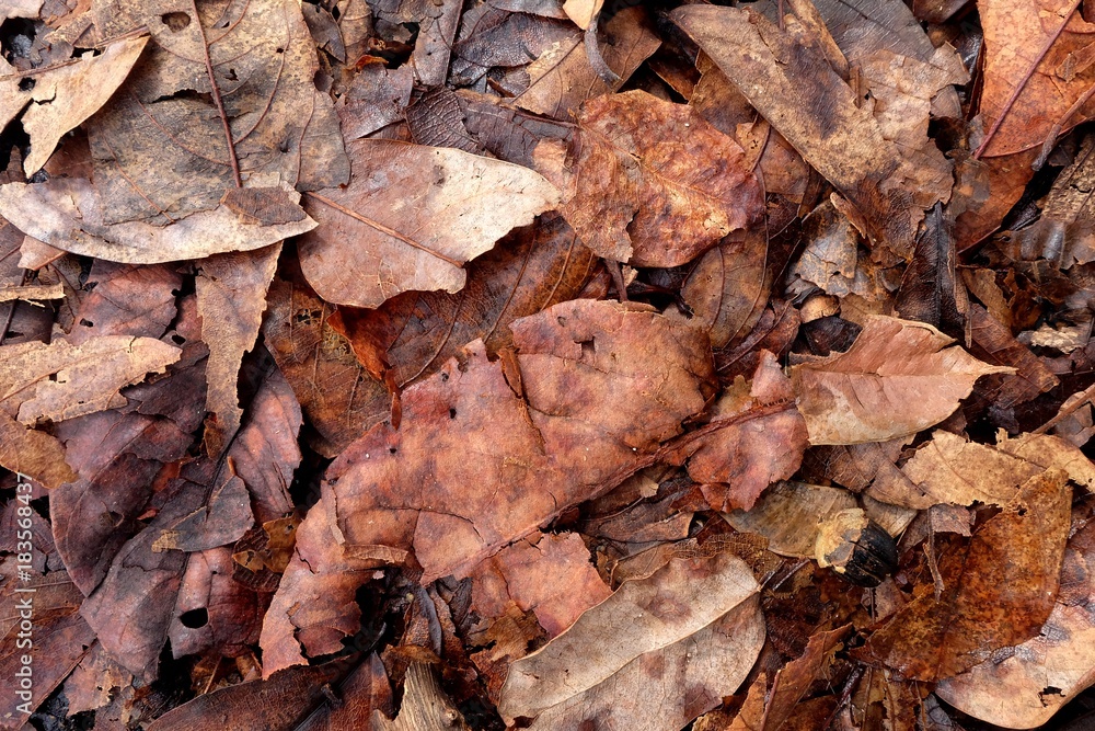 Leaves dry, fallen to the ground