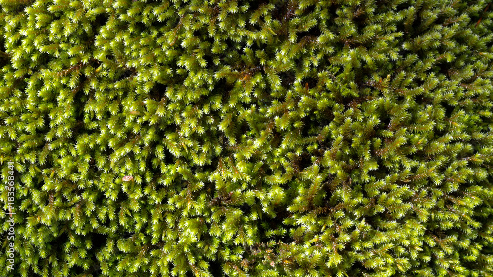 Green moss background, with leafy texture