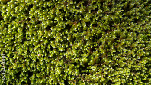 Green moss background, with leafy texture