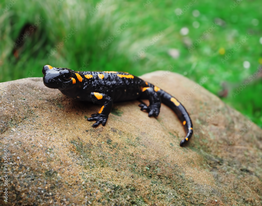 Salamandra at the stone and green grass at the Carpatian mountains Salamandra at the stone and green grass at the Carpatian mountains