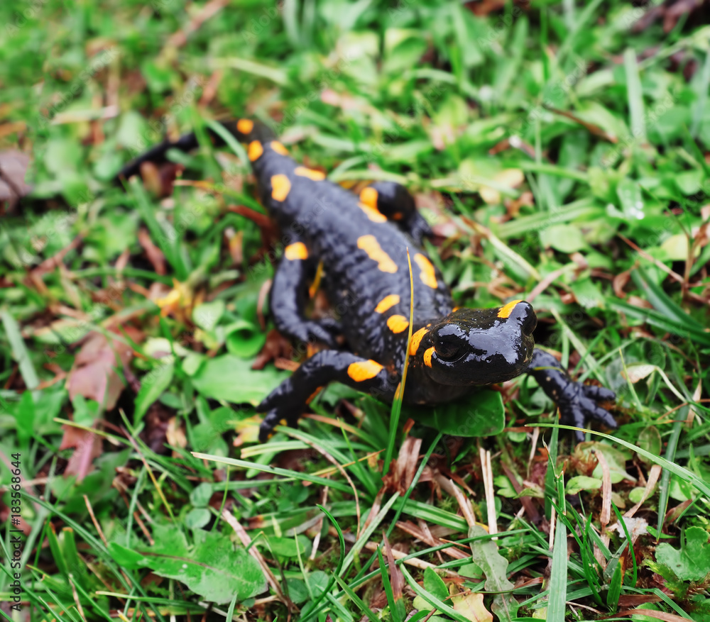Obraz premium Salamandra at the stone and green grass at the Carpatian mountains