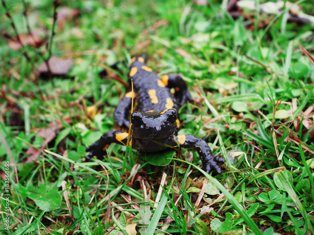Fototapeta premium Salamandra at the stone and green grass at the Carpatian mountains