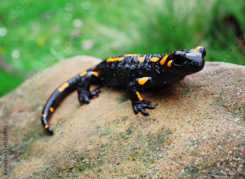 Salamandra at the stone and green grass at the Carpatian mountains