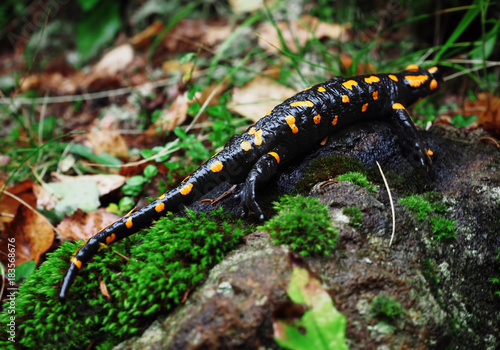 Salamandra at the stone and green grass at the Carpatian mountains © Sergii Mironenko
