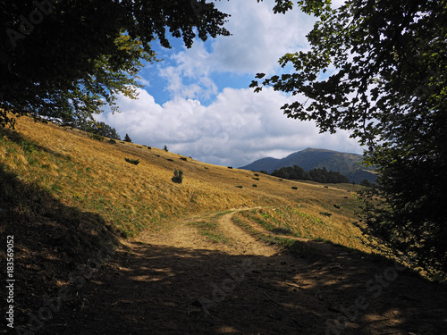 Carpatian mountains road at green forest photo