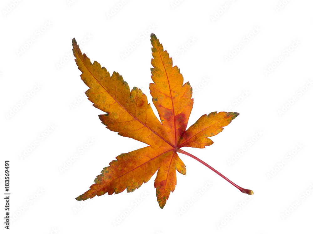 紅葉したカエデの葉