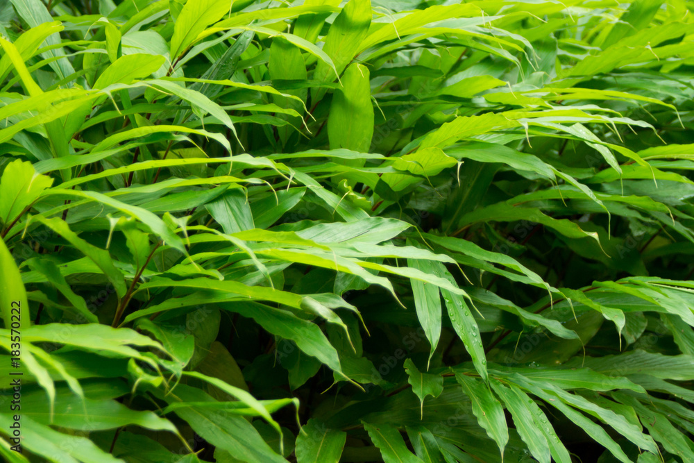 Tree branches and leaves are green on a white background.