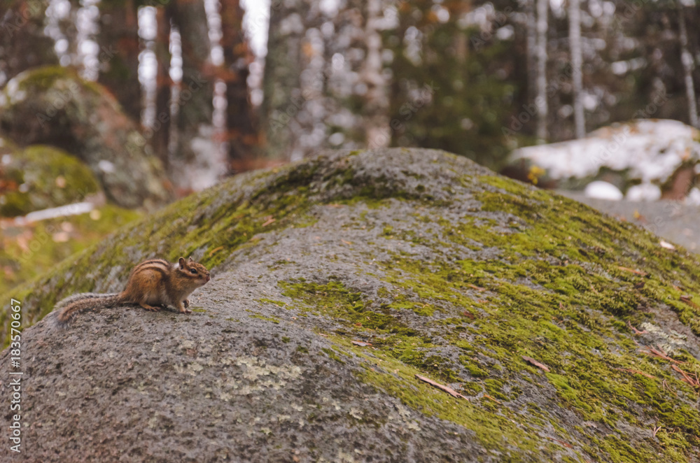 Chipmunk on a large stone overgrown with moss in the autumn evening Chipmunk on a large stone overgrown with moss in the autumn evening