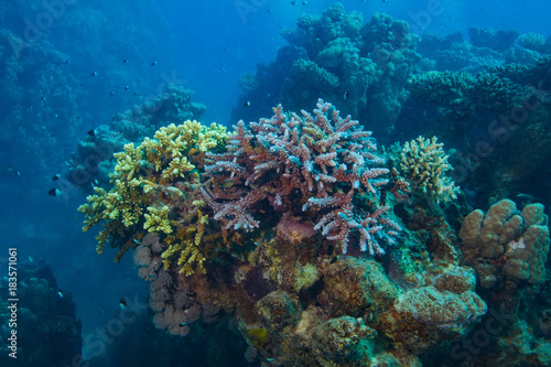Underwater coral world aquatic background