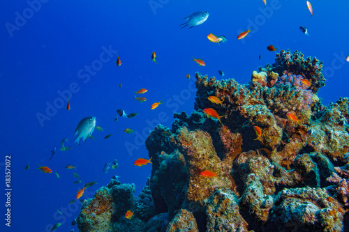 Fototapeta Naklejka Na Ścianę i Meble -  Fish in corals in deep blue sea, scuba diving shot