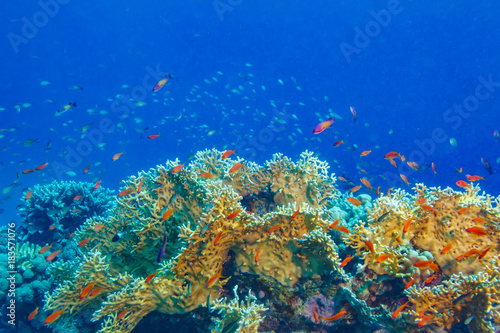 Colorful coral reef with blue aquatic copyspace.