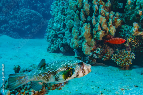 Underwater coral world with ballfish on bottom sand