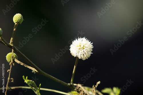 Close up flower of Mimosa pudica