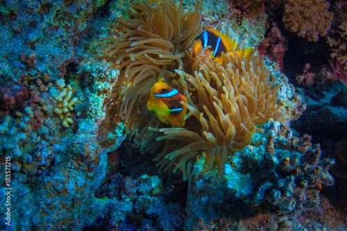 Red sea underwater corals and aquatic life, anemone with yellow fish