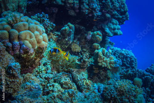 Two anemone fish hiding in corals, under water world of Red sea
