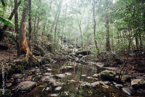 Mountain stream in fresh green leaves forest after rainy day. First autumn colors in evening sun rays.The end of summer at mountain river. vintage Tone