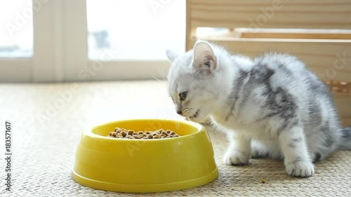 Cute kitten eating dry food from a bowl slow motion 