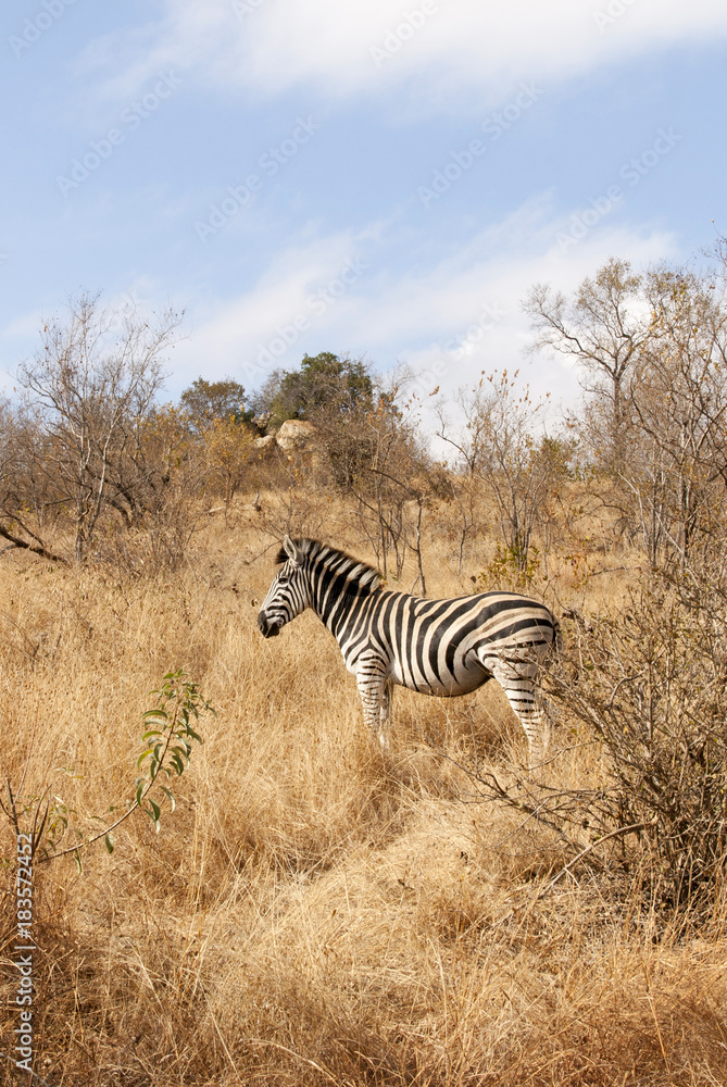 Obraz premium Animal zebra in the wild, landscape. Animal, South Africa, wildlife, grass, bushes, summer landscape. Beautiful card