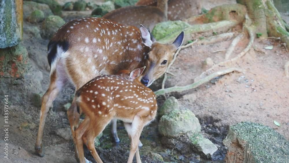 Spotted Deers in national park in Thailand. Slow motion. 1920x1080 Spotted Deers in national park in Thailand. Slow motion. 1920x1080