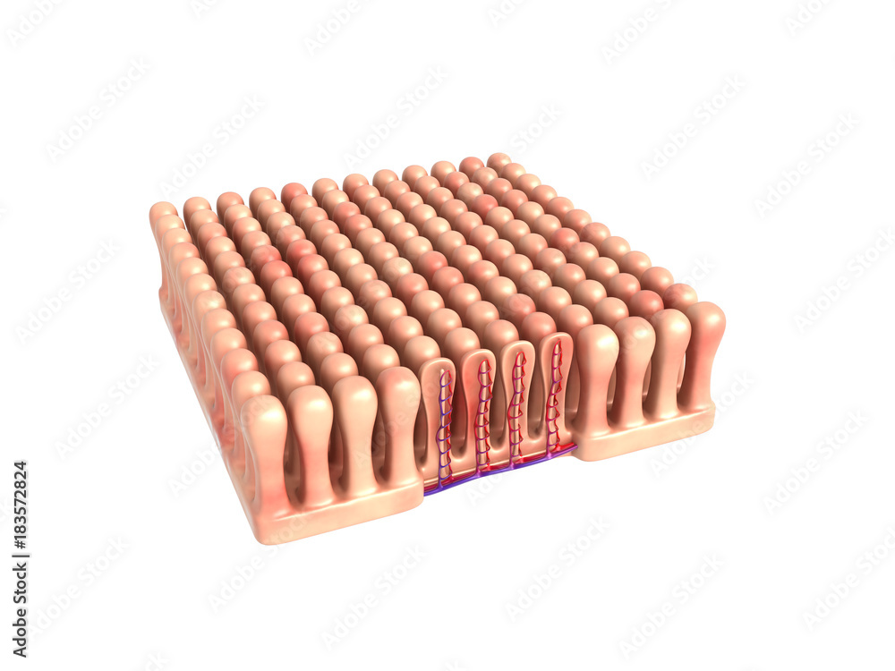 3d rendered colon villi in white background 3d rendered colon villi in white background
