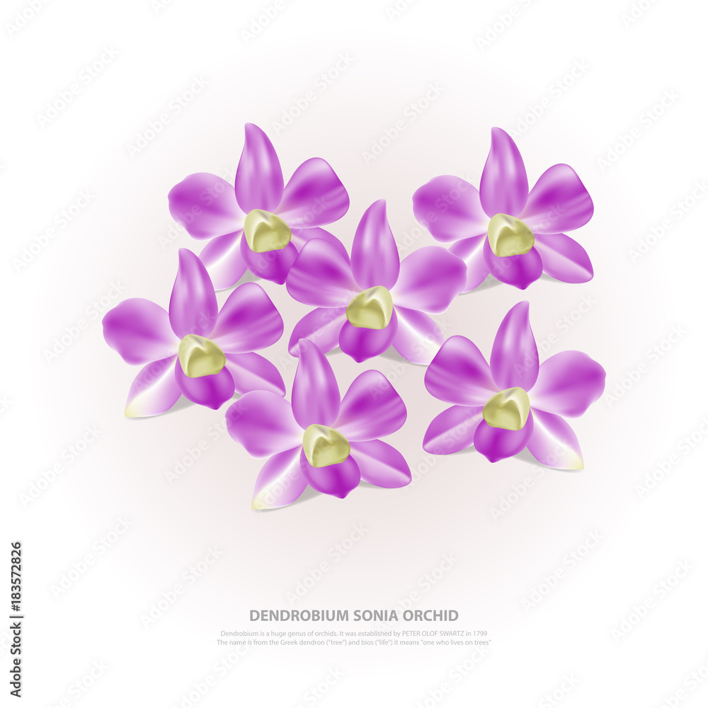 Obraz premium Dendrobium Sonia Orchid Vector