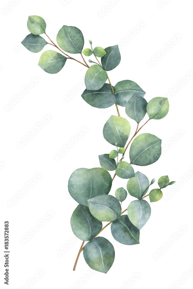 Obraz premium Akwarela wektor wieniec z zielonych liści eukaliptusa i gałęzi.