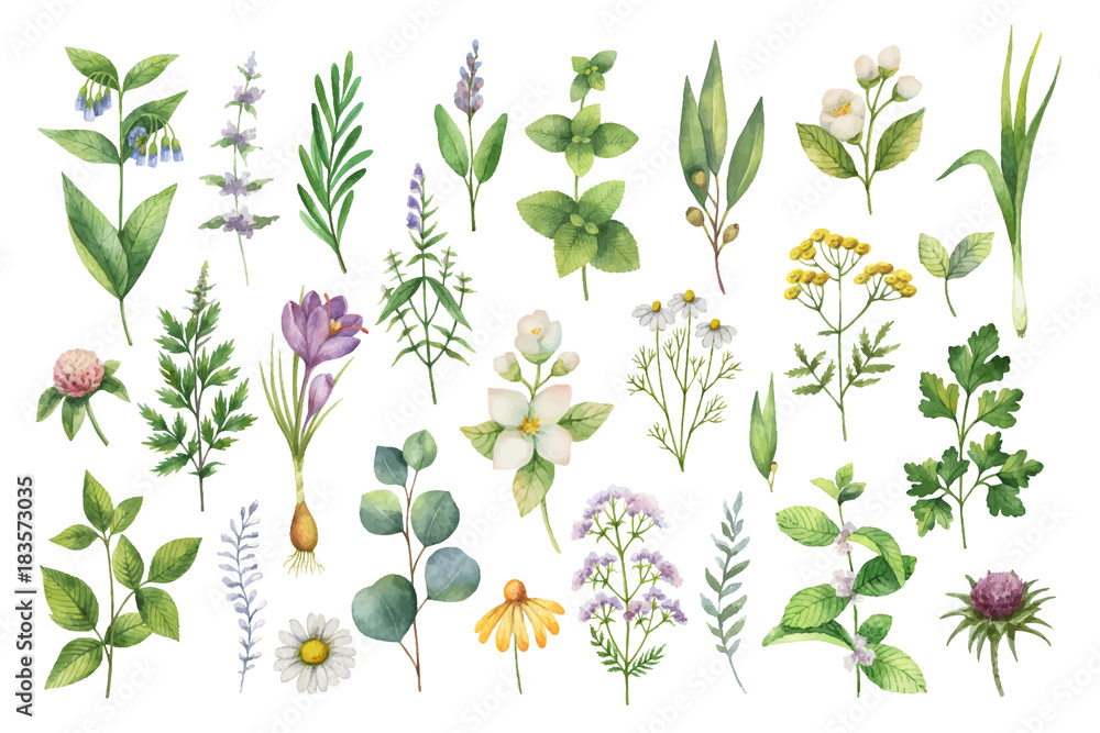 Obraz premium Ręcznie rysowane wektor zestaw akwarela ziół, kwiatów i przypraw.