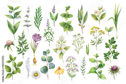 Hand drawn vector watercolor set of herbs, wildflowers and spices. photo