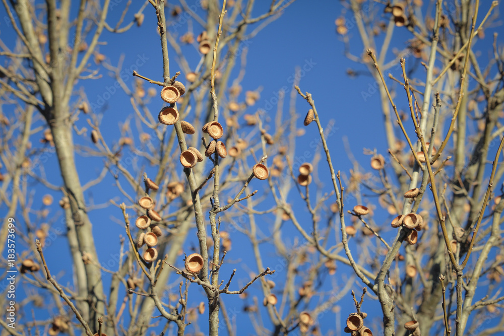 Obraz premium どんぐりの木