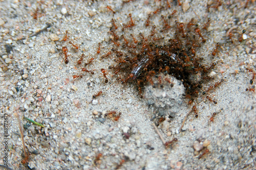 Red imported fire ant eating  worm.