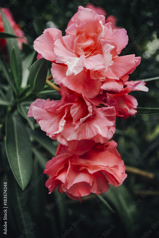 Flowers of pink-white azalea close-up