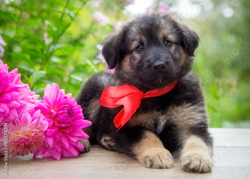 Puppy sits next to a basket of flowers in the garden