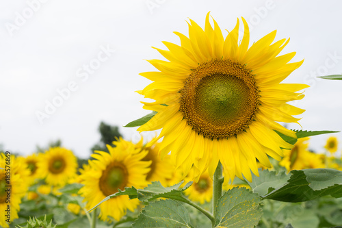 Close up Sunflower with White Sky Background. Sunflower Garden.