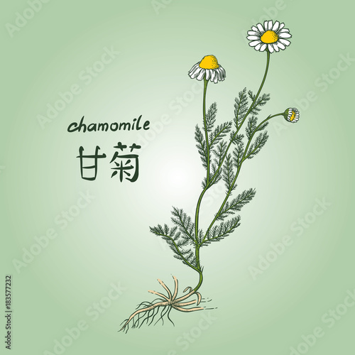 Engraving of chamomile  its name in English and Chinese  in colors