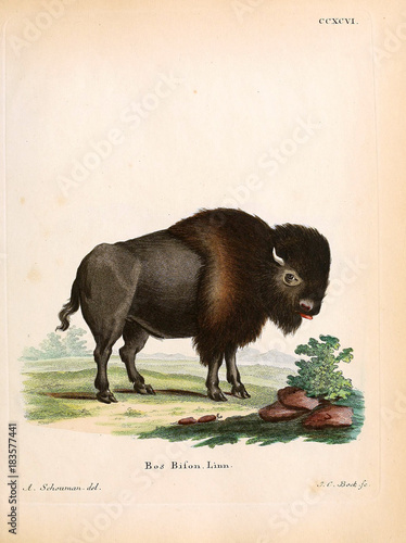 Illustration of a bison. photo