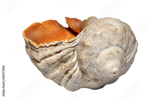 Single sea shell of sea snail isolated on white background