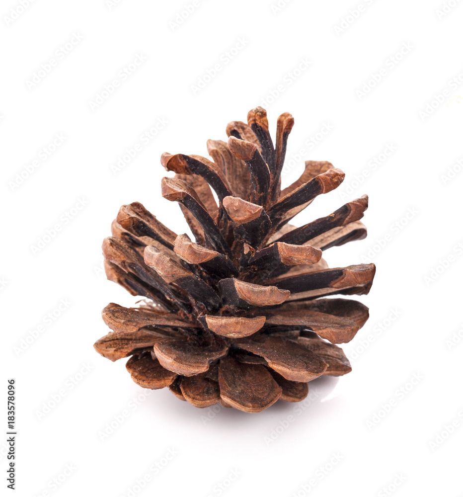 pine cone isolated on white background pine cone isolated on white background