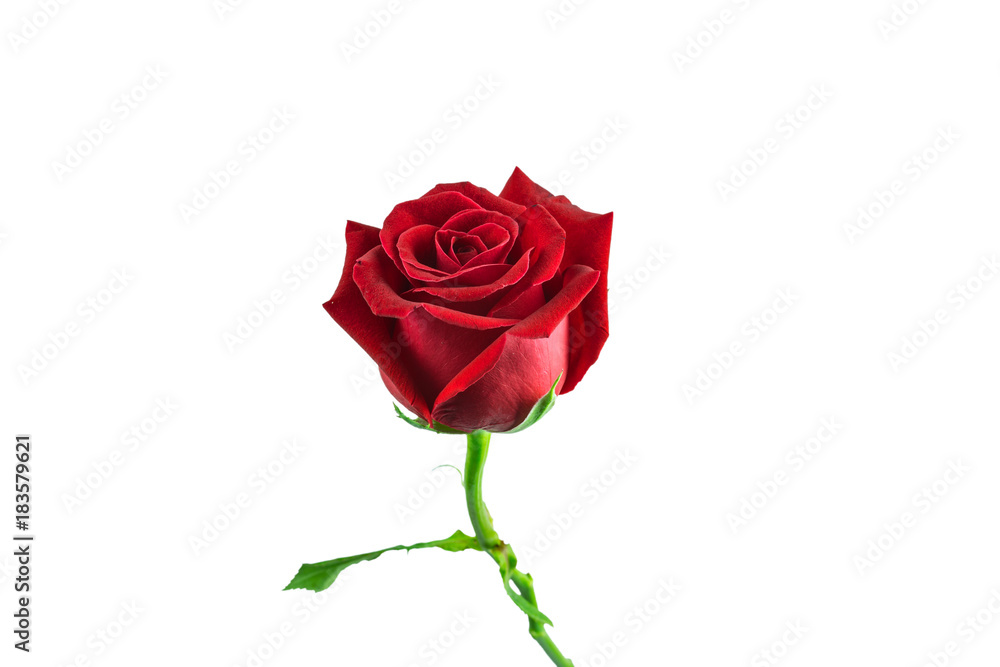 isolated red rose on white background with paths isolated red rose on white background with paths