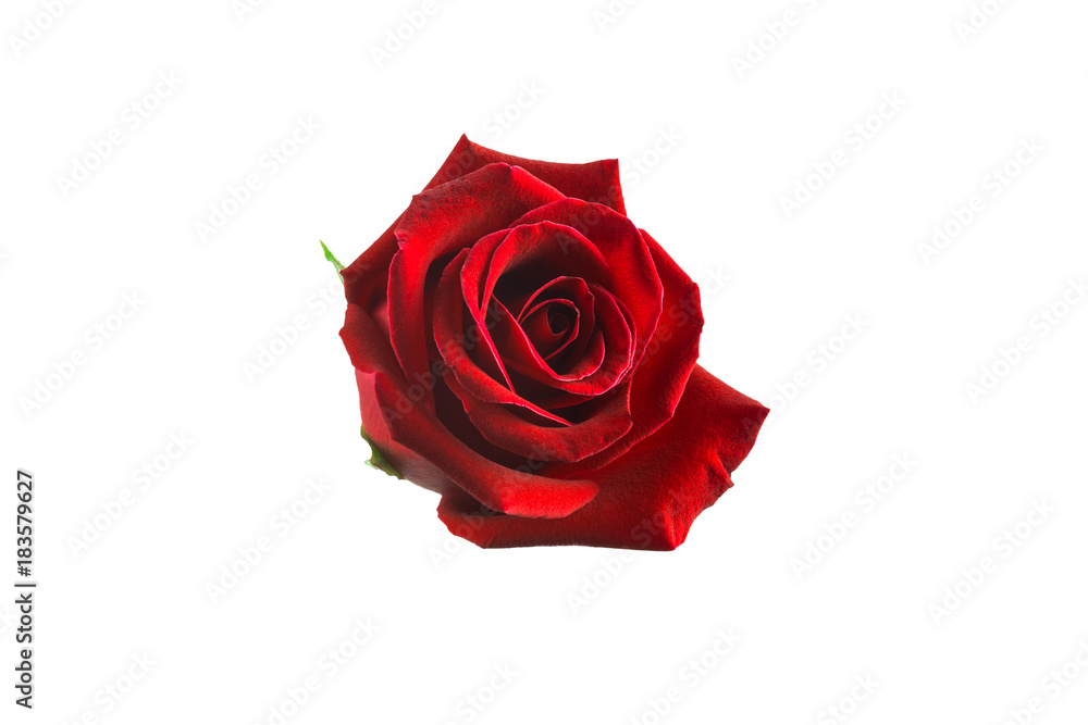 isolated red rose on white background with paths isolated red rose on white background with paths