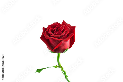 isolated red rose on white background with paths