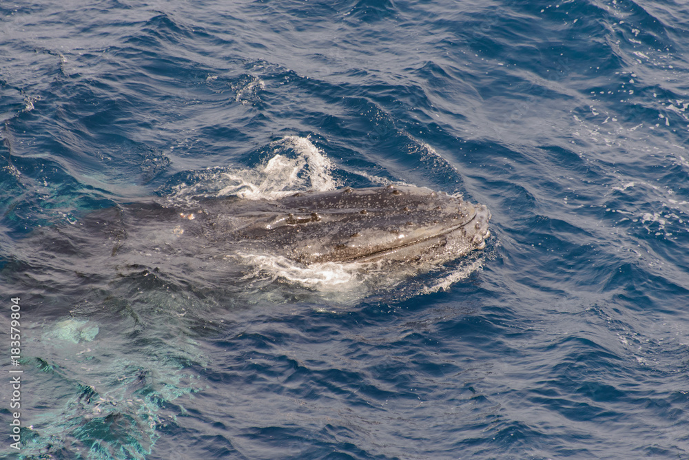 Fototapeta premium Humpback whale swimming in deep blue sea water - aerial view