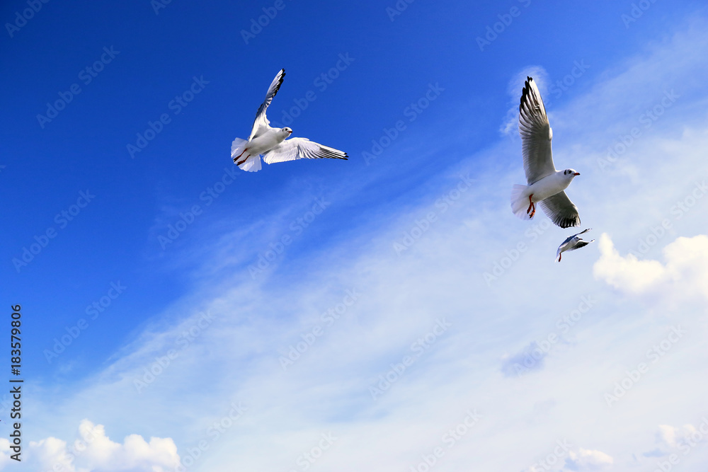 Fototapeta premium Three seagull flyin in sky